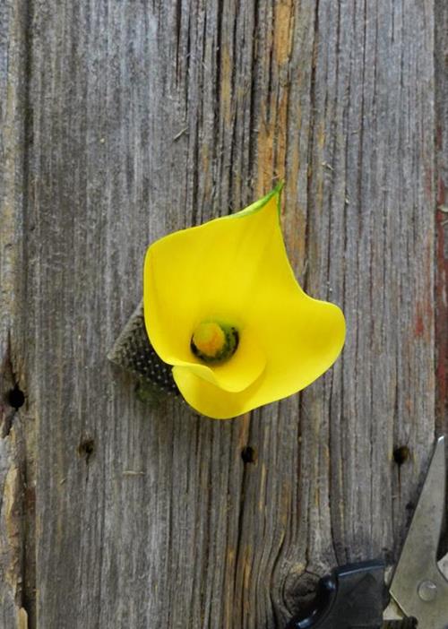 YELLOW MINI CALLA